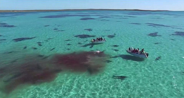 [视频]血腥惊人！澳大利亚70头虎鲨群聚抢食座头鲸