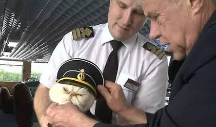 [视频]霸道神烦脸搭配懒散蠢萌风 猫咪船长和水手的日常走红