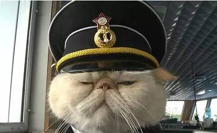 [视频]霸道神烦脸搭配懒散蠢萌风 猫咪船长和水手的日常走红