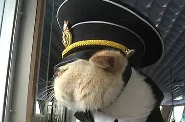 [视频]霸道神烦脸搭配懒散蠢萌风 猫咪船长和水手的日常走红