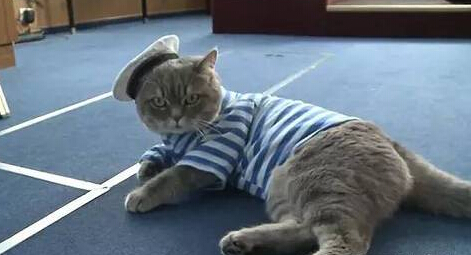 [视频]霸道神烦脸搭配懒散蠢萌风 猫咪船长和水手的日常走红
