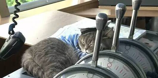 [视频]霸道神烦脸搭配懒散蠢萌风 猫咪船长和水手的日常走红