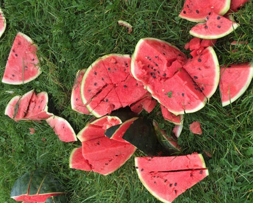 [视频]1吨多被浪费：2000名大学生西瓜大战减压引网友吐槽