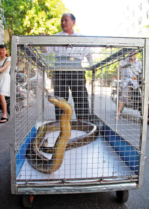 [视频]海口：老人与巨蟒同住七年 相处融洽如家人一般