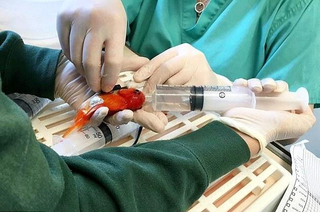 [视频]5岁金鱼接受45分钟手术 成功切除肿瘤