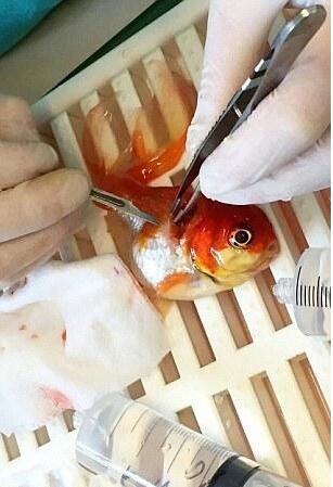 [视频]5岁金鱼接受45分钟手术 成功切除肿瘤