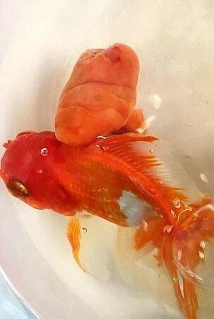 [视频]5岁金鱼接受45分钟手术 成功切除肿瘤