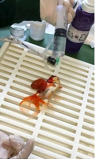 [视频]5岁金鱼接受45分钟手术 成功切除肿瘤