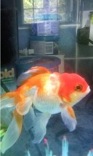 [视频]5岁金鱼接受45分钟手术 成功切除肿瘤