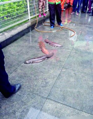 [视频]垃圾桶内发现四条娃娃鱼 环卫工施救