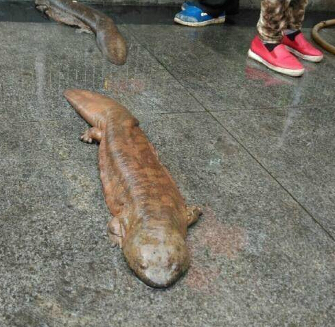 [视频]垃圾桶内发现四条娃娃鱼 环卫工施救