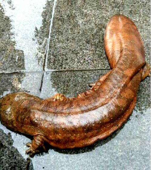 [视频]垃圾桶内发现四条娃娃鱼 环卫工施救