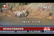[视频]目瞪口呆！实拍凶猛猎豹竟跳进河里捕食鳄鱼
