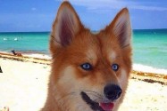 [视频]狐狸还是狗？蓝眼睛萌宠走红网络