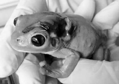 [视频]澳女子剪草坪误伤青蛙 坐飞机去千里外为其疗伤