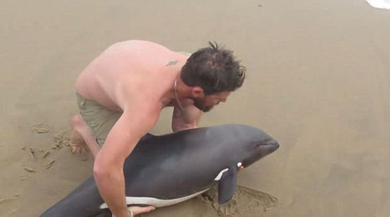 [视频]暖心！搁浅小海豚获救 回归大海后摇尾致谢恩人