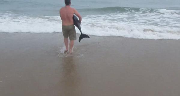 [视频]暖心！搁浅小海豚获救 回归大海后摇尾致谢恩人