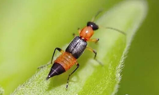 [视频]随手拍死一只虫子 半个脖子居然都烂了？