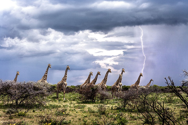 [视频]摄影师抓拍到长颈鹿似被闪电击中画面