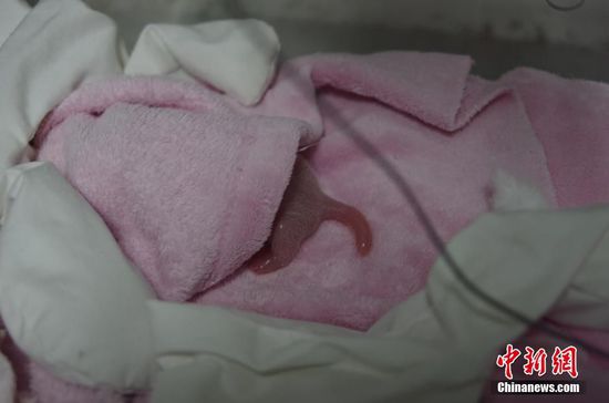 [视频]四川成都：2016年首对大熊猫双胞胎出生