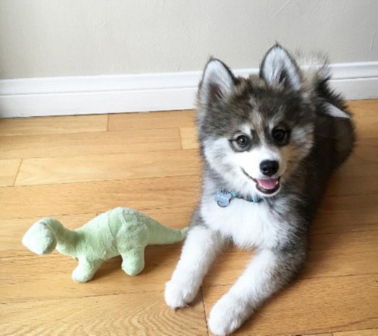 [视频]宠物狗自带眼线颜值超高走红网络