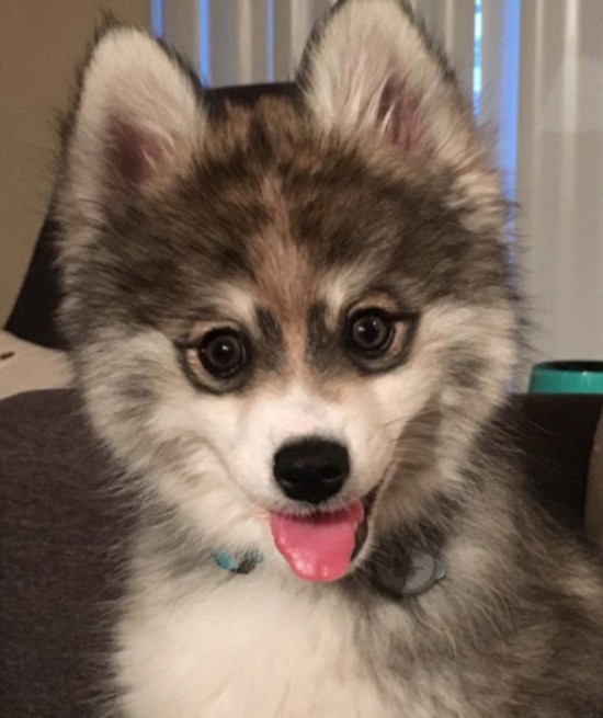 [视频]宠物狗自带眼线颜值超高走红网络