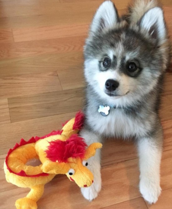 [视频]宠物狗自带眼线颜值超高走红网络