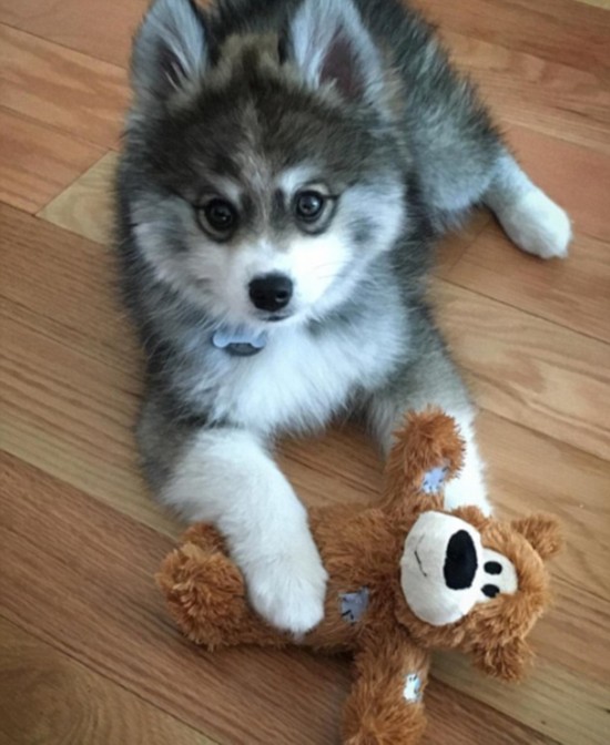 [视频]宠物狗自带眼线颜值超高走红网络