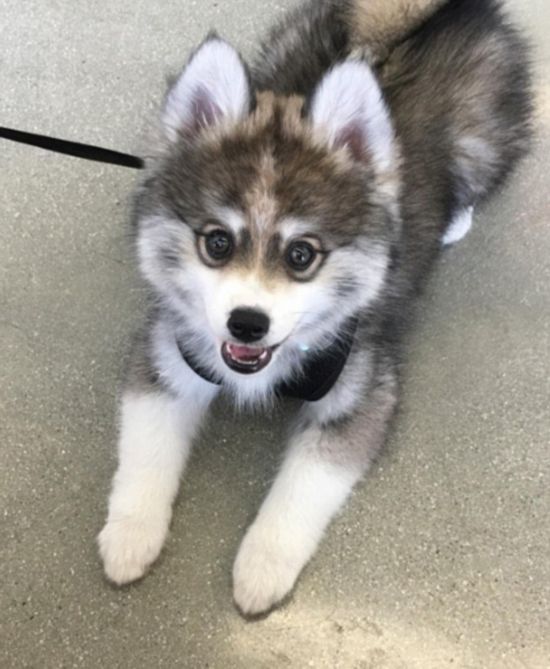 [视频]宠物狗自带眼线颜值超高走红网络