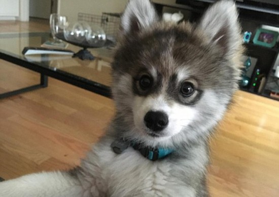 [视频]宠物狗自带眼线颜值超高走红网络