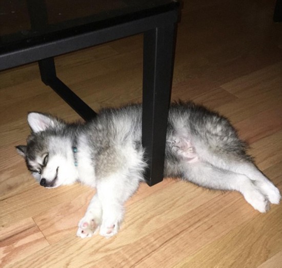 [视频]宠物狗自带眼线颜值超高走红网络