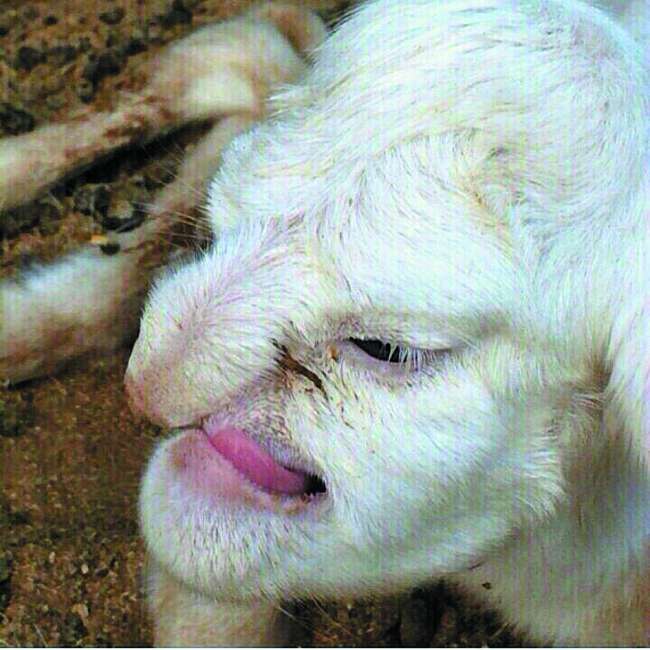 俄罗斯新生小羊长人脸 主人上前查看差点被吓懵