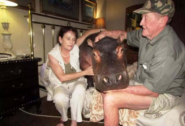 [视频]16年前捡了只河马宝宝回家 现在家里多了个撒娇大公举