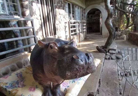 [视频]16年前捡了只河马宝宝回家 现在家里多了个撒娇大公举