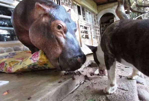 [视频]16年前捡了只河马宝宝回家 现在家里多了个撒娇大公举