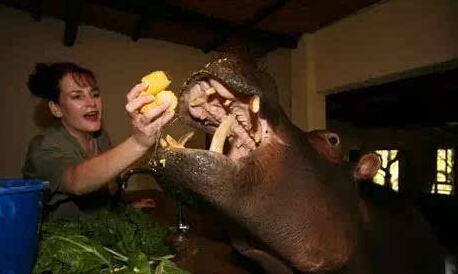 [视频]16年前捡了只河马宝宝回家 现在家里多了个撒娇大公举