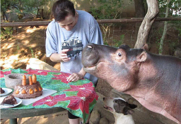 [视频]16年前捡了只河马宝宝回家 现在家里多了个撒娇大公举