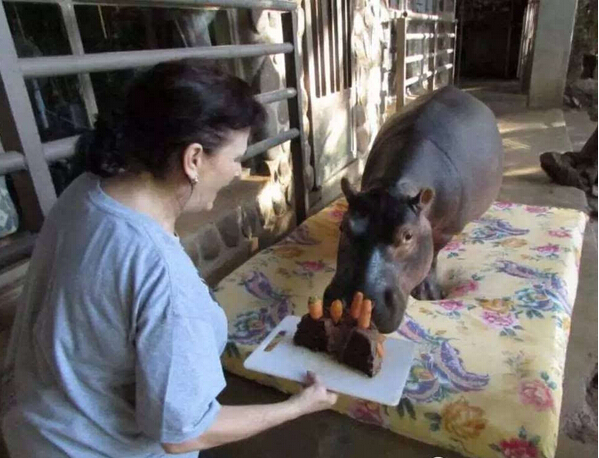 [视频]16年前捡了只河马宝宝回家 现在家里多了个撒娇大公举