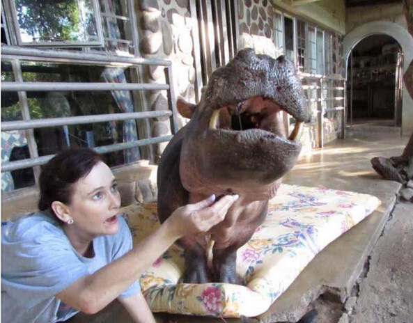 [视频]16年前捡了只河马宝宝回家 现在家里多了个撒娇大公举