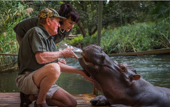 [视频]16年前捡了只河马宝宝回家 现在家里多了个撒娇大公举