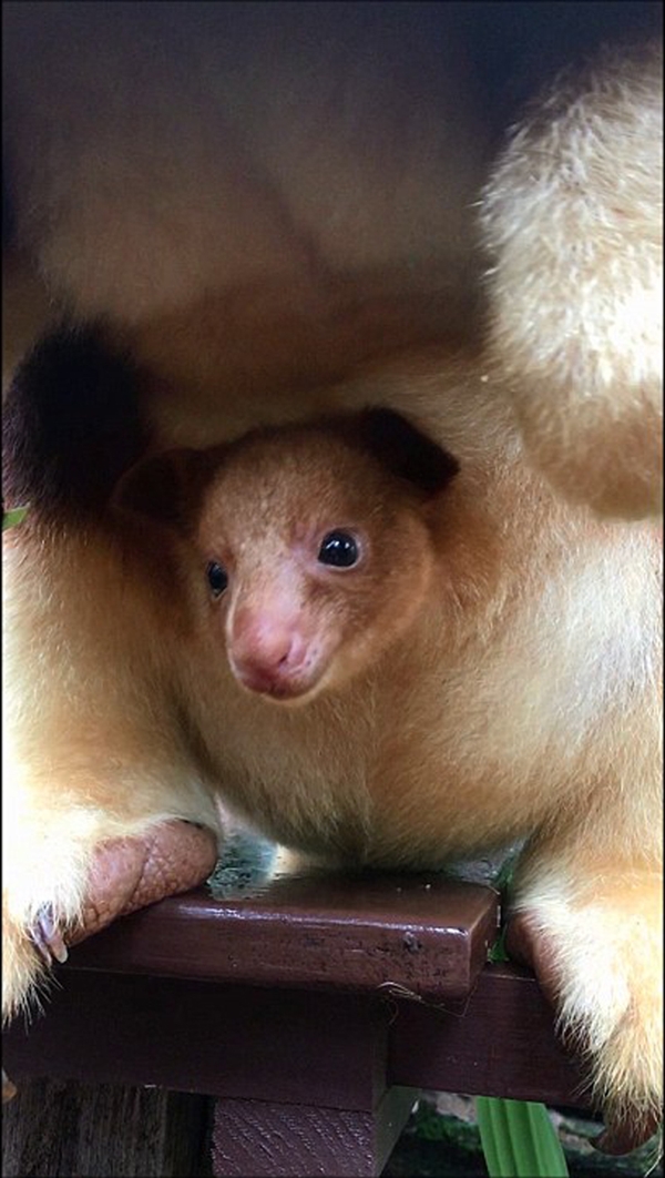 [视频]宝贝怎么能这么可爱呢！澳大利亚树袋鼠宝宝萌化心