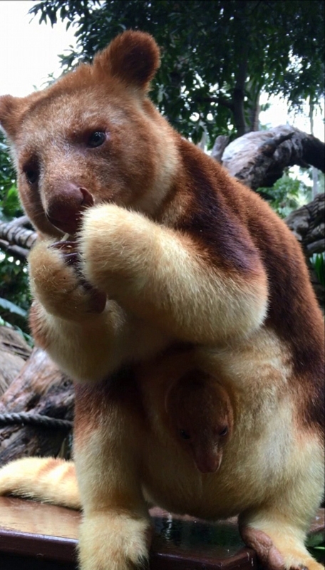 [视频]宝贝怎么能这么可爱呢！澳大利亚树袋鼠宝宝萌化心