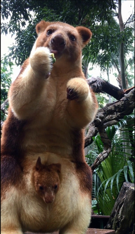 [视频]宝贝怎么能这么可爱呢！澳大利亚树袋鼠宝宝萌化心