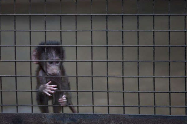 [视频]阿根廷首都动物园将关闭 140年“囚禁”生活结束