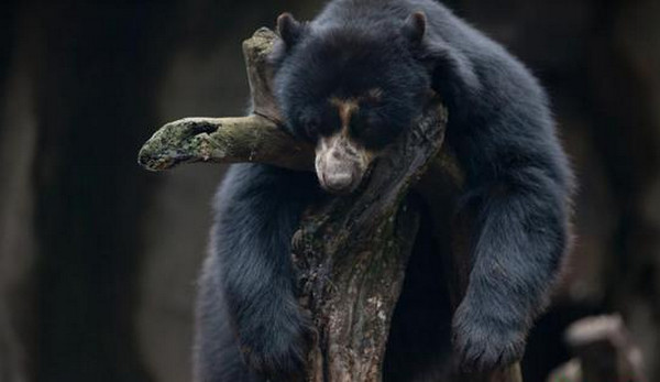 [视频]阿根廷首都动物园将关闭 140年“囚禁”生活结束