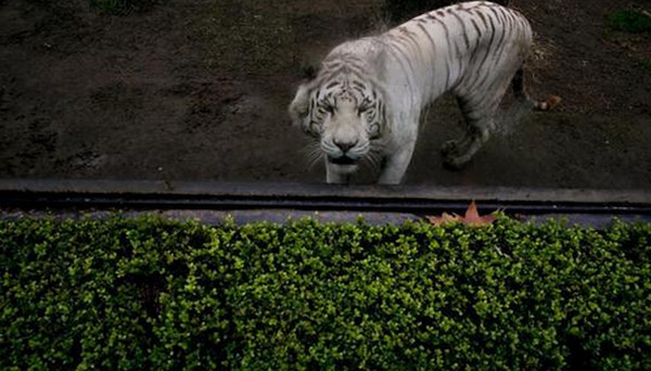 [视频]阿根廷首都动物园将关闭 140年“囚禁”生活结束