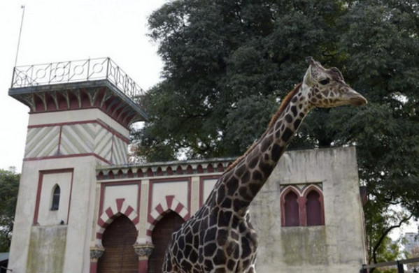 [视频]阿根廷首都动物园将关闭 140年“囚禁”生活结束