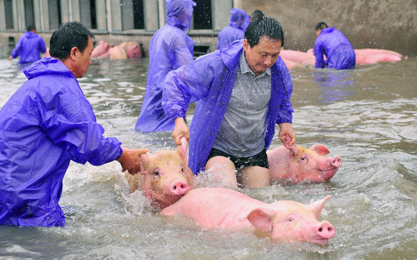 [视频]安徽六安：6000头生猪浸泡水中20小时 救援正在进行