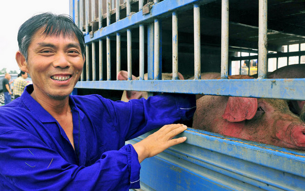 [视频]安徽六安：6000头生猪浸泡水中20小时 救援正在进行