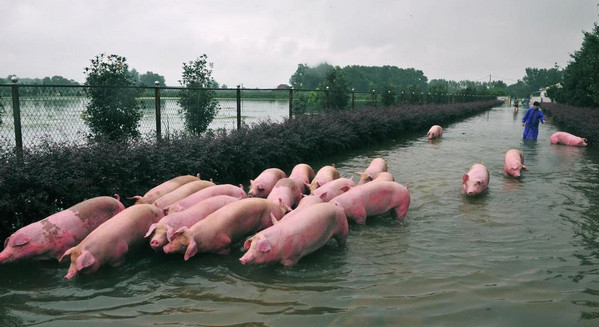 [视频]安徽六安：6000头生猪浸泡水中20小时 救援正在进行